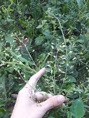 Capsella bursa-pastoris