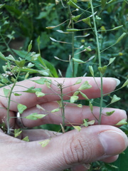 Capsella bursa-pastoris