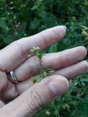 Capsella bursa-pastoris