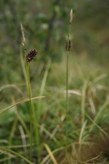 Carex membranacea