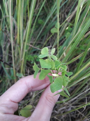 Oxalis