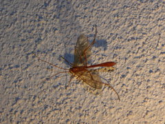 Enicospilus americanus-complex