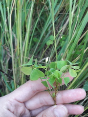 Oxalis