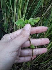Oxalis