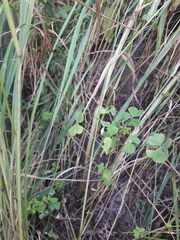 Oxalis