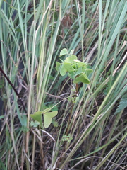 Oxalis