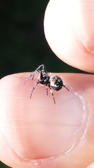 Araneus acuminatus