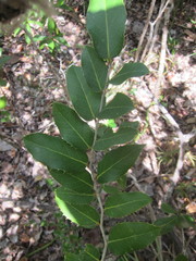 Drypetes diversifolia