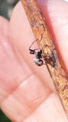 Araneus acuminatus