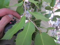 Drypetes diversifolia