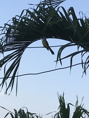 Tyrannus melancholicus