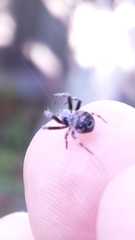 Araneus acuminatus