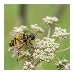 Myathropa