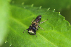 Andrena anisochlora