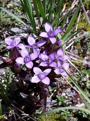 Gentianella campestris
