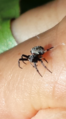 Araneus acuminatus