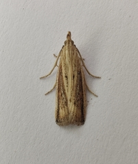 Hypsotropa unipunctella