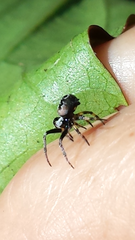 Araneus acuminatus
