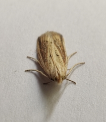 Hypsotropa unipunctella