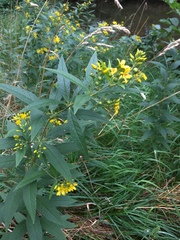 Lysimachia vulgaris