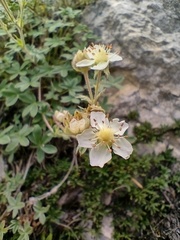 Potentilla alchimilloides