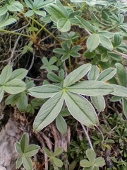 Potentilla alchimilloides