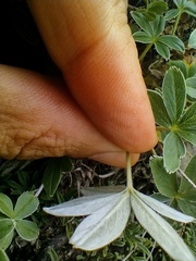 Potentilla alchimilloides