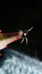 Araneus acuminatus
