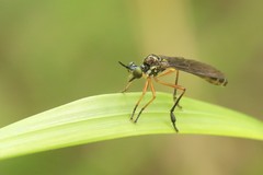 Dioctria bicincta
