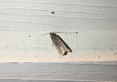 Acompsia cinerella