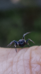Araneus acuminatus