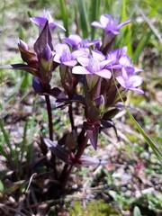 Gentianella campestris