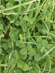 Trifolium repens