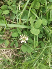 Trifolium repens