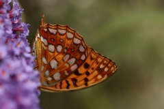 Argynnis adippe