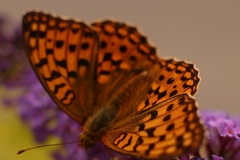 Argynnis adippe