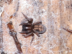 Callobius claustrarius