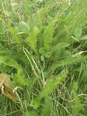 Achillea millefolium