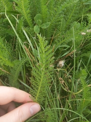 Achillea millefolium