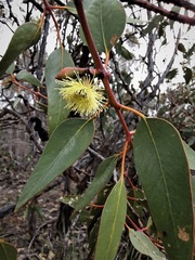 Eucalyptus grossa