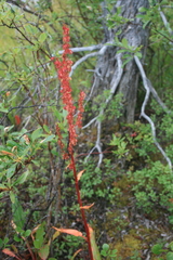 Rumex arcticus