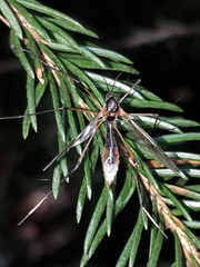 Ptychoptera contaminata