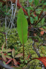 Rumex arcticus