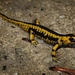 Salamandra salamandra bernardezi - Photo (c) Alexandre Roux, algunos derechos reservados (CC BY-NC-ND)