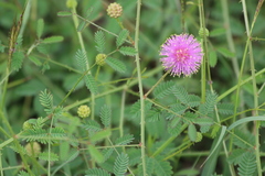 Mimosa microphylla