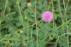Mimosa microphylla