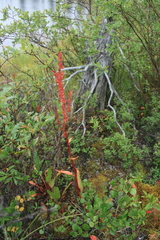 Rumex arcticus