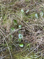 Ornduffia reniformis