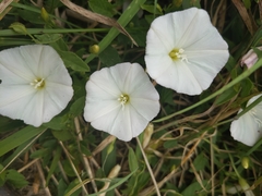 Convolvulus arvensis