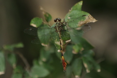 Aphylla angustifolia